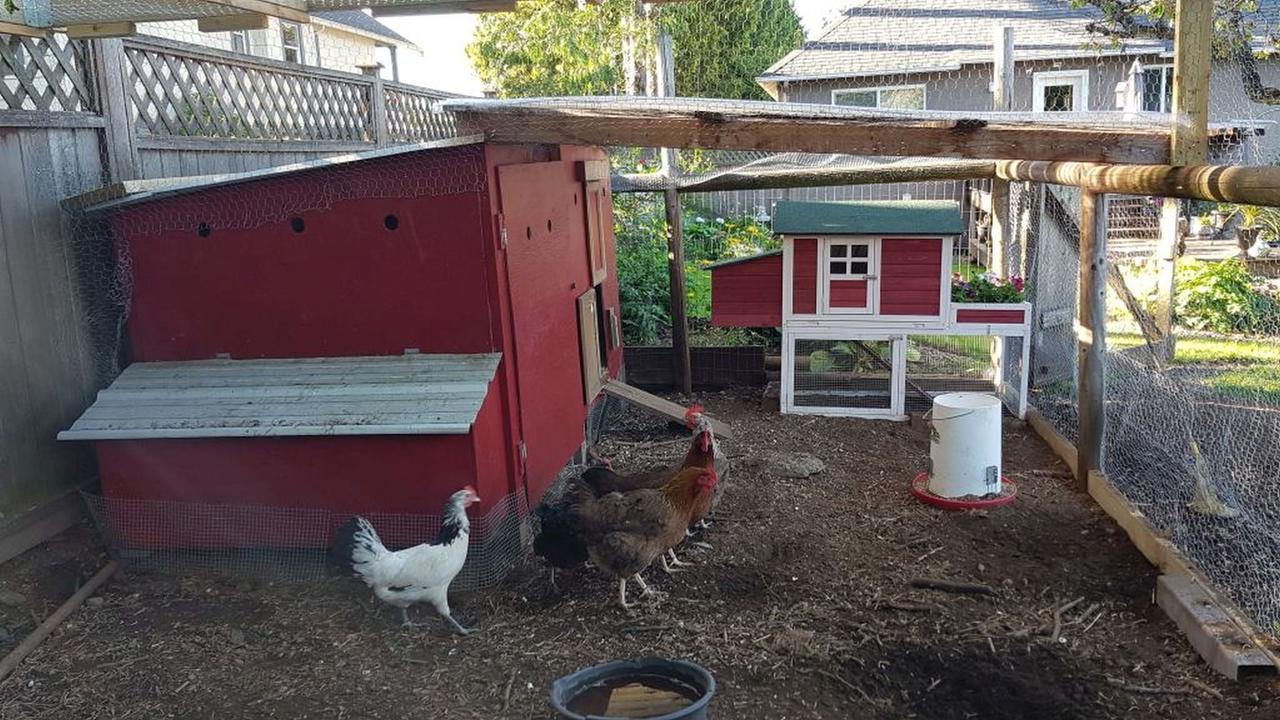 Campbell Cottage B&B Nanaimo Ngoại thất bức ảnh